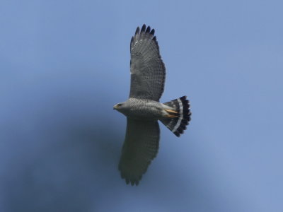 Gray Hawk