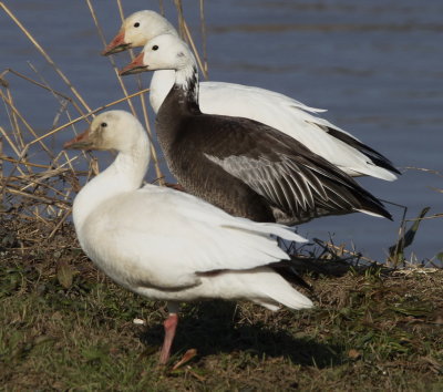 Snow Goose