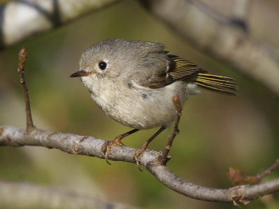 Ruby-crowned Kinglet