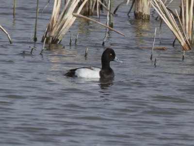 Lesser Scaup