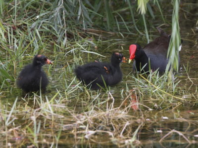 Common Gallinule