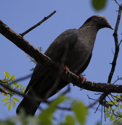 White-crowned Pigeon