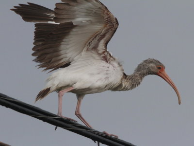 White Ibis