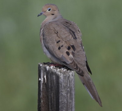 Mourning Dove