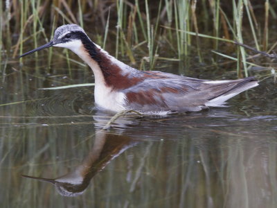 Wilson's Phalarope