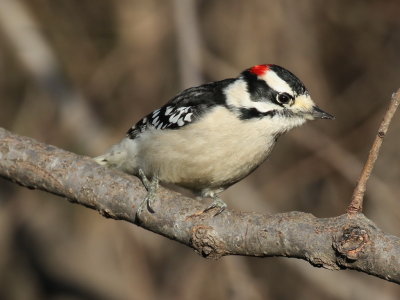 Downy Woodpecker