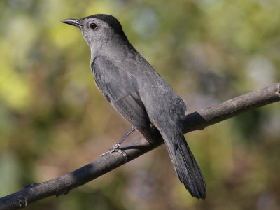 Gray Catbird