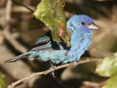 Indigo Bunting