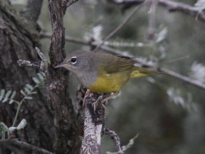 MacGillvray's Warbler
