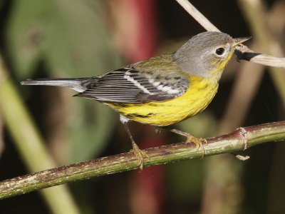 Magnolia Warbler