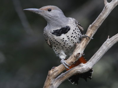 Northern Flicker