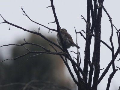 Northern Pygmy Owl