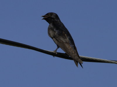 Purple Martin