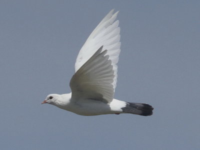 Rock Pigeon