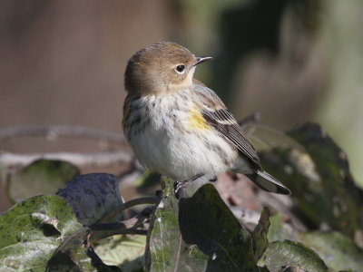 Yellow-rumped Warbler