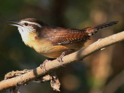Carolina Wren