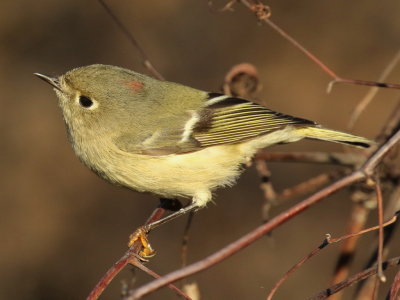Ruby-crowned Kinglet