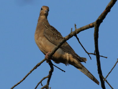 Mourning Dove