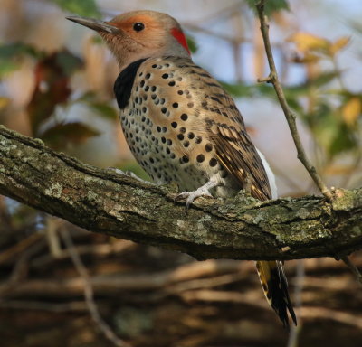 Northern Flicker