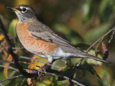American Robin