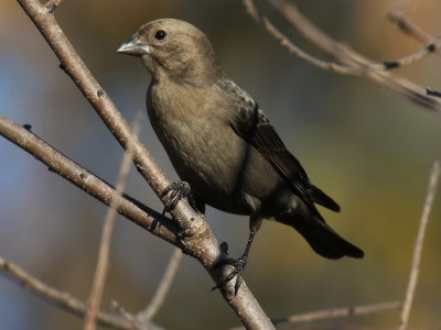 Brown-headed Cowbird