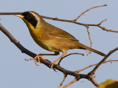 Common Yellowthroat