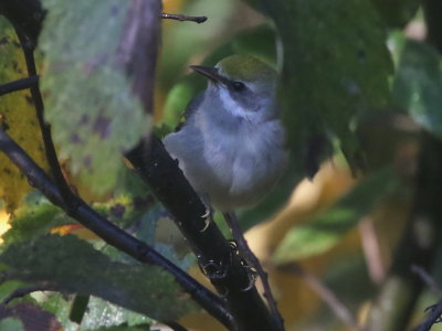 Golden-winged Warbler