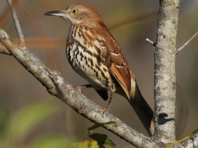 Brown Thrasher