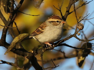 Chipping Sparrow