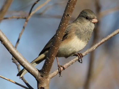 Dark-eyed Junco