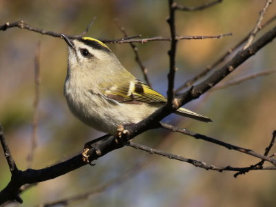 Golden-crowned Kinglet