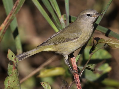Orange-crowned Warbler
