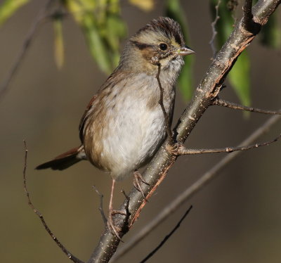 Swamp Sparrow