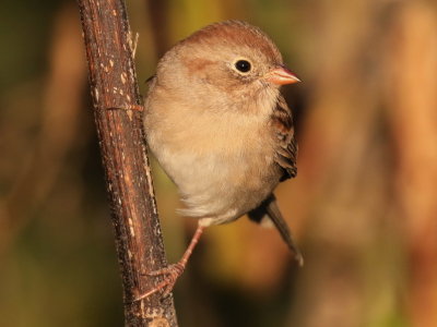 Field Sparrow