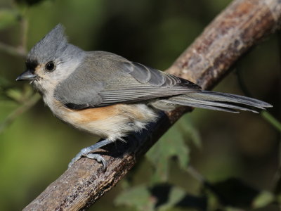 Tufted Titmouse