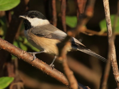 Carolina Chickadee