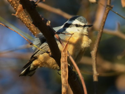 Red-breasted Nuthatch