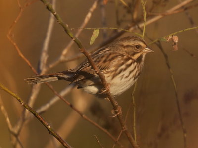 Song Sparrow