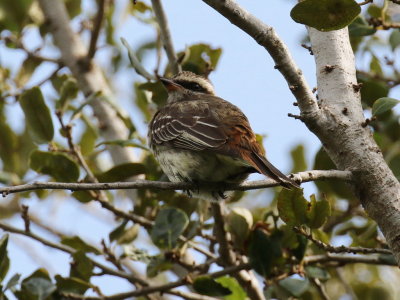 Variegated Flycatcher