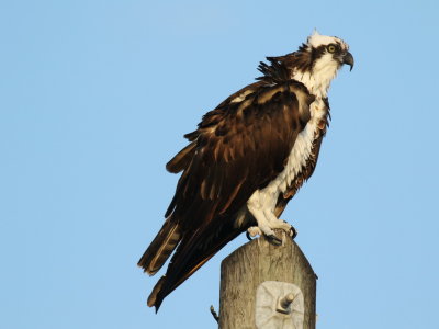 Osprey