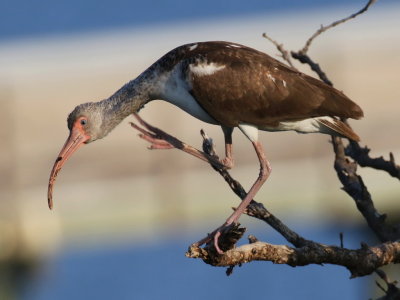 White Ibis