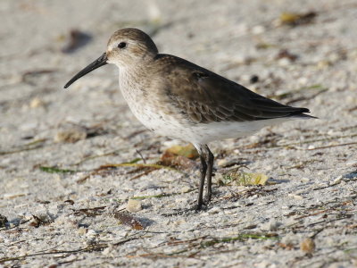 Dunlin