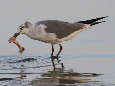 Laughing Gull