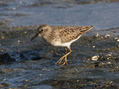 Least Sandpiper