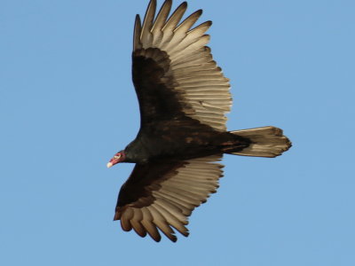 Turkey Vulture