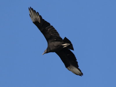 Black Vulture