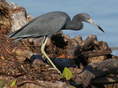 Little Blue Heron