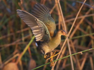 Purple Gallinule