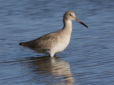 Willet