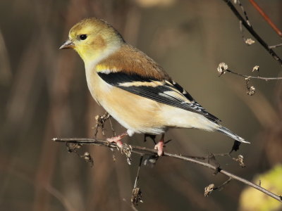 American Goldfinch
